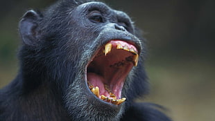 black chimpanzee, chimpanzees HD wallpaper
