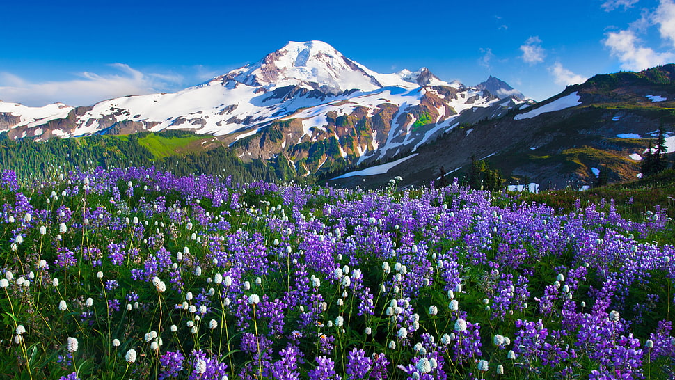 purple petaled flowers, mountains, flowers, snow, landscape HD wallpaper