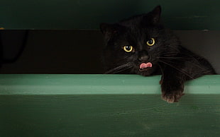 Bombay cat lying on green board