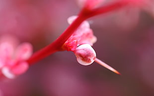 close up photo Cherry blossom photograph