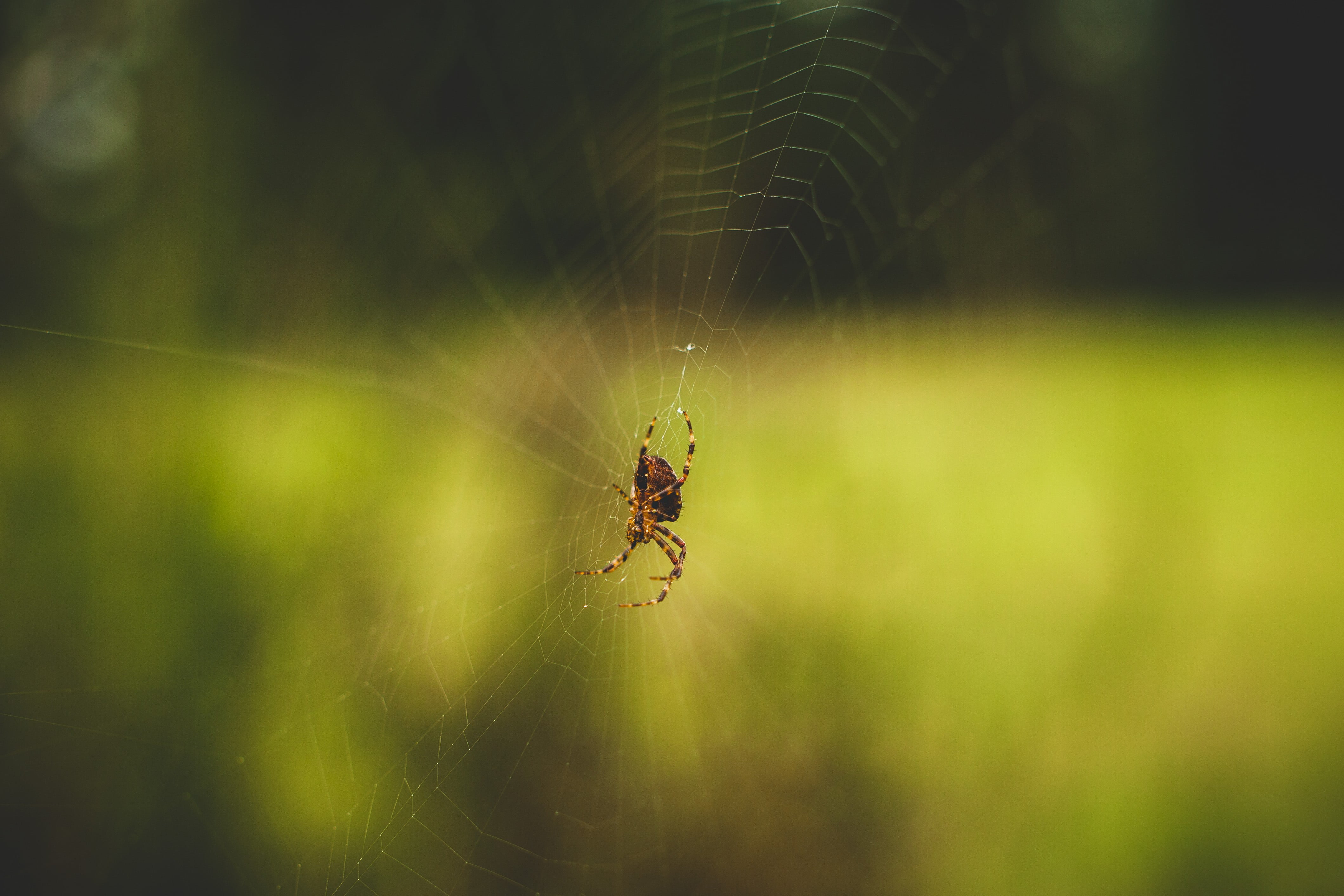 Araneus cavaticus spider, macro, spider, animals