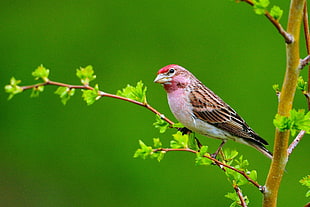 selective focus photography of brown and pink bird on brown tree branch HD wallpaper
