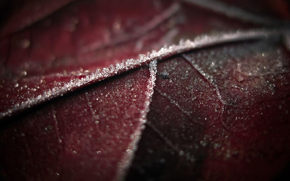 Leaf,  Brown,  Wet,  Dark HD wallpaper