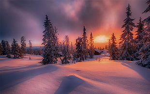 gray pine trees, nature, landscape, forest, sunset