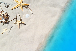 pencil star fish on seashore beside water