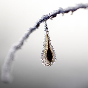 flower covered with ice in shallow focus lens