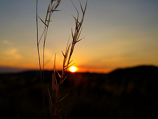 brown grass at sunset, nature, silhouette, bokeh, sunset HD wallpaper