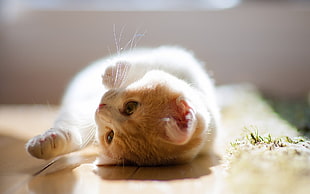 tan cat lying on wooden panel