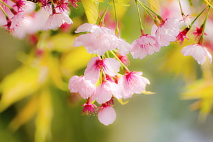 macro photography of pink flowers