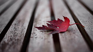 red maple leaf fallen on brown wooden surface HD wallpaper