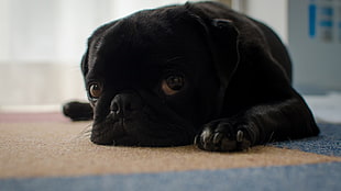 black fawn pug puppy, dog, animals, pug 