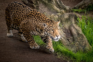 jaguar walking near tree HD wallpaper