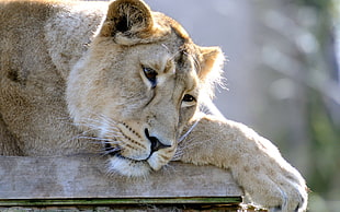 brown Lioness