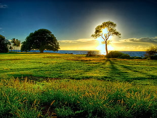 green trees during sunset HD wallpaper