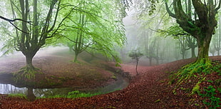 green trees, forest, moss, mist, trees HD wallpaper