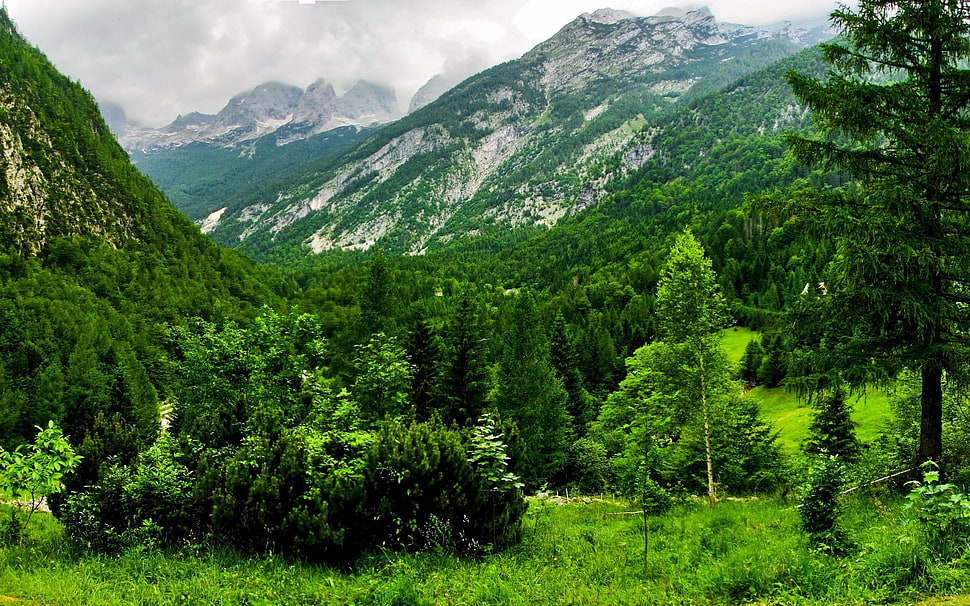green leafed trees, forest, nature, landscape, Austria HD wallpaper