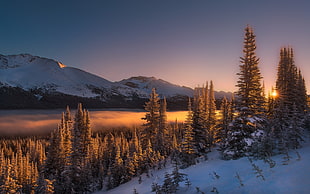 pine trees, nature, landscape, winter, mist