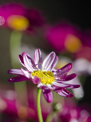 white-and-purple petaled flower close up focus photo HD wallpaper