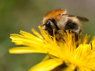 close photo of brown and black bee on yellow petaled flower