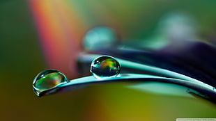 selective focus photography of water dew on leaf, macro, watermarked HD wallpaper
