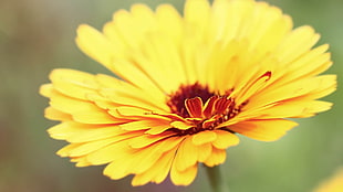 closeup photo of yellow Calendula flower