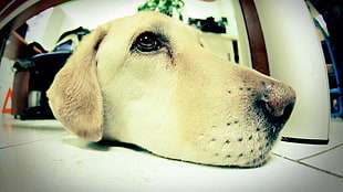 short-coated white dog, dog, face, fisheye lens, animals HD wallpaper