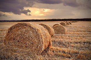 brown hay, straw, field, landscape, haystacks HD wallpaper