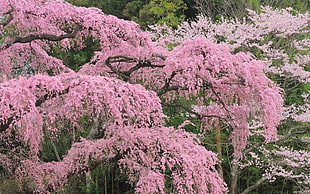 cherry blossom tree HD wallpaper