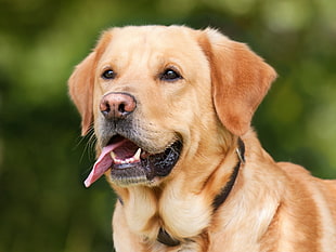 Golden Retriever with black collar on focus photo