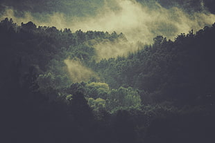 green trees, nature, landscape, trees, mist HD wallpaper