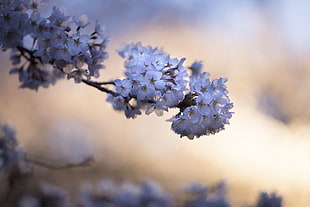 white petaled flowers blooms at daytime