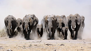 gray elephants, elephant, animals HD wallpaper