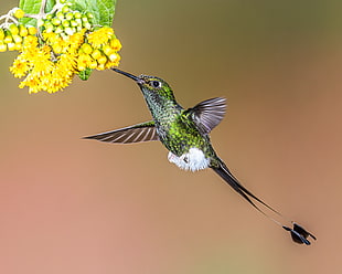 Hummingbird near yellow flowers closeup photo, booted racket-tail HD wallpaper