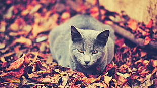 Russian blue cat on dried leaves HD wallpaper