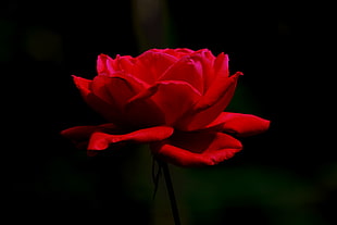 red Rose flower