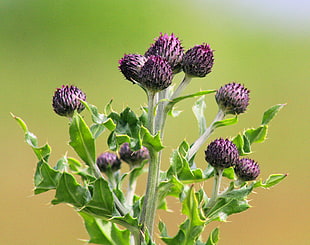 closeup photography of purple flowers at daytime HD wallpaper