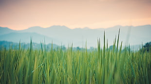 green grass field, grass, green, plants