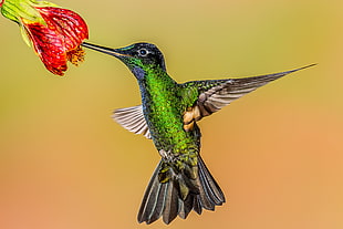 panting of green and black hummingbird