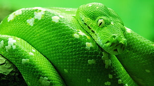 green and white python, nature, animals, snake, green HD wallpaper