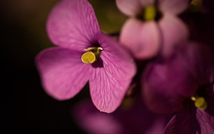 tilt lens of photography of pink flowers HD wallpaper