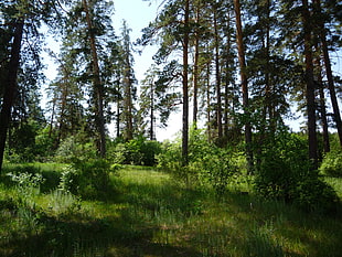 landscape photograph of forest HD wallpaper