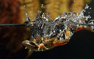 underwater photo of brown frog diving on water during daytime