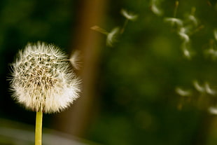 white dandelion HD wallpaper