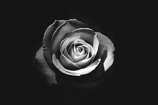 gray scale photo of rose HD wallpaper