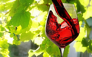 clear wine glass, nature, plants, photography, leaves