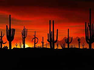 cactus desert HD wallpaper