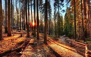 brown and green tall trees under blue and white sky at sunrise