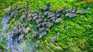 zebra lot digital wallpaper, nature, zebras, animals, running HD wallpaper