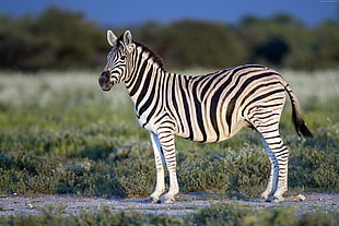 zebra standing on gray field HD wallpaper
