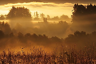 brown grass, sunlight, mist, forest